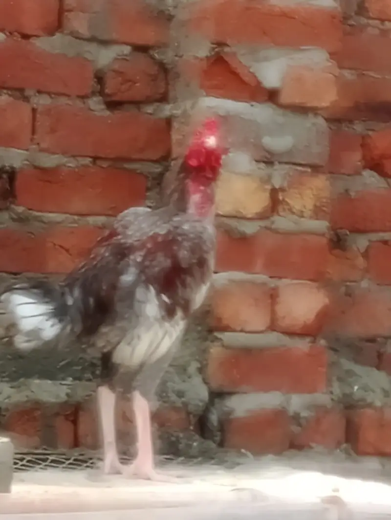 Aseel Breeder with 9 months of age — photo 2