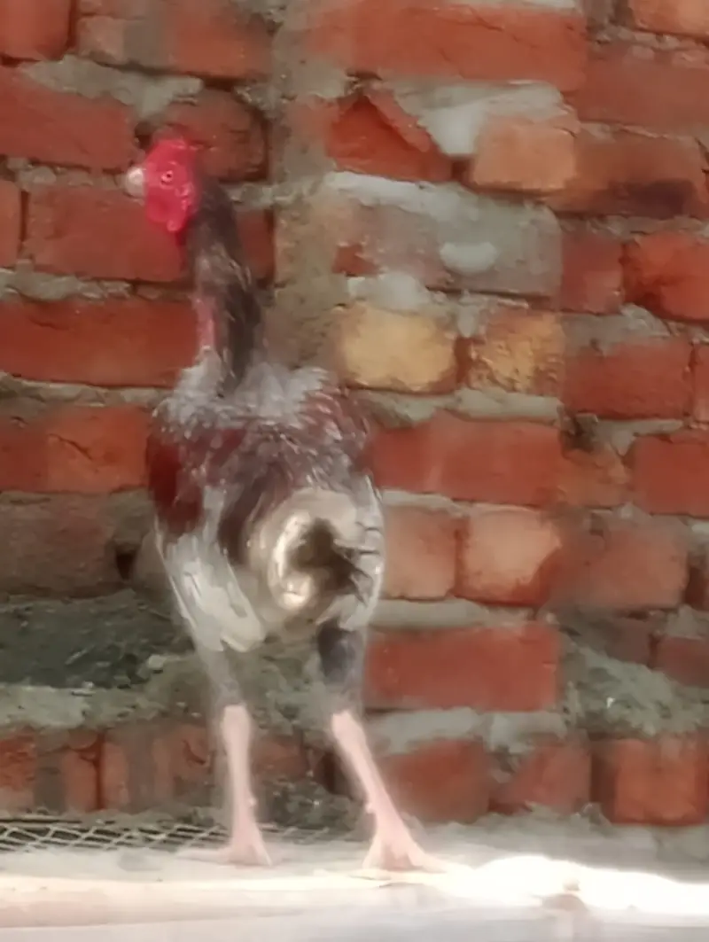 Aseel Breeder with 9 months of age — photo 3