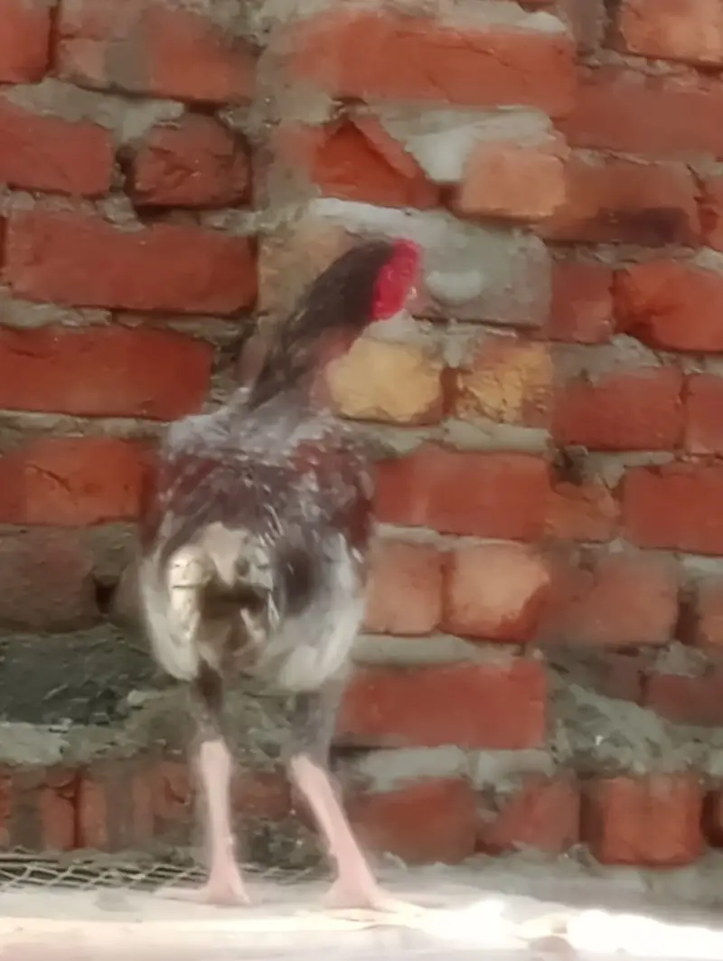 Aseel Breeder with 9 months of age — photo 5
