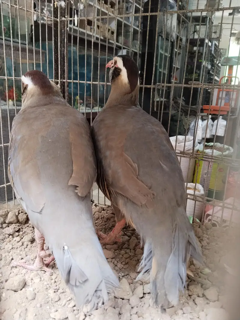 maskati chawkor pair — photo 2