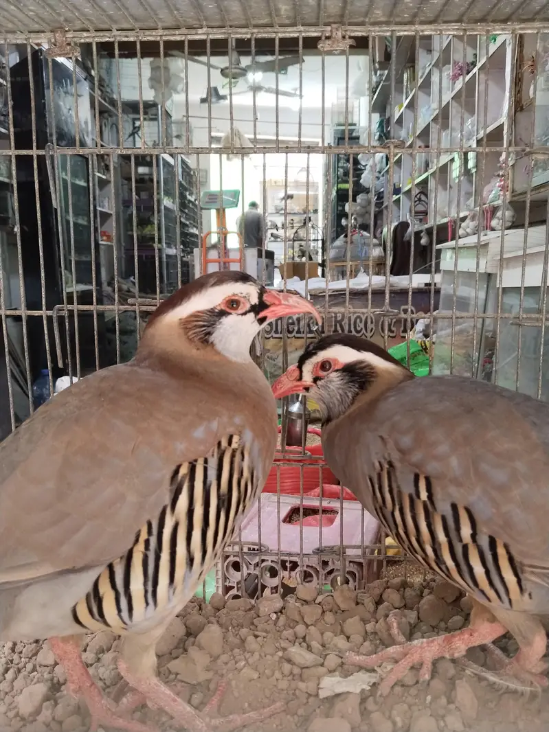 maskati chawkor pair — photo 3