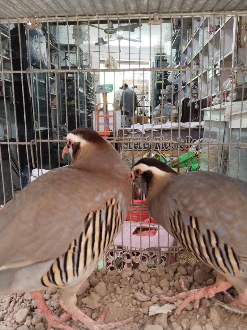 maskati chawkor pair 3