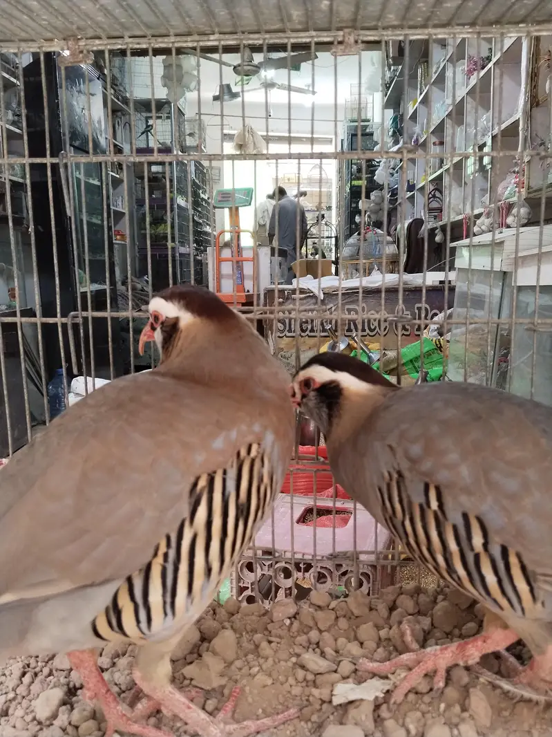 maskati chawkor pair — photo 4