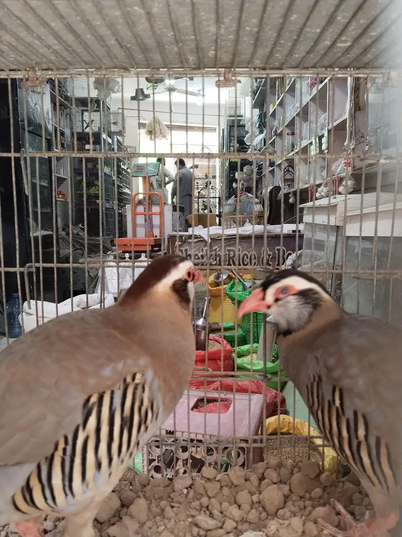 maskati chawkor pair — photo 6