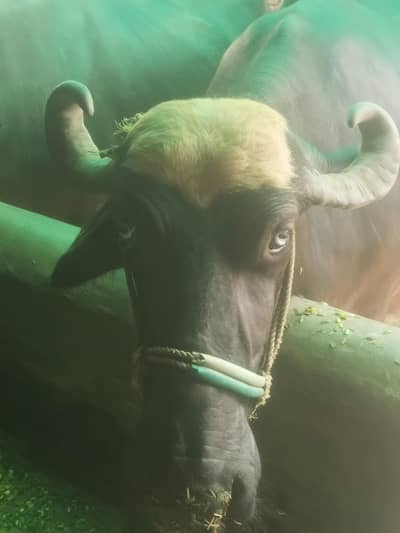 5year female buffalo for sale