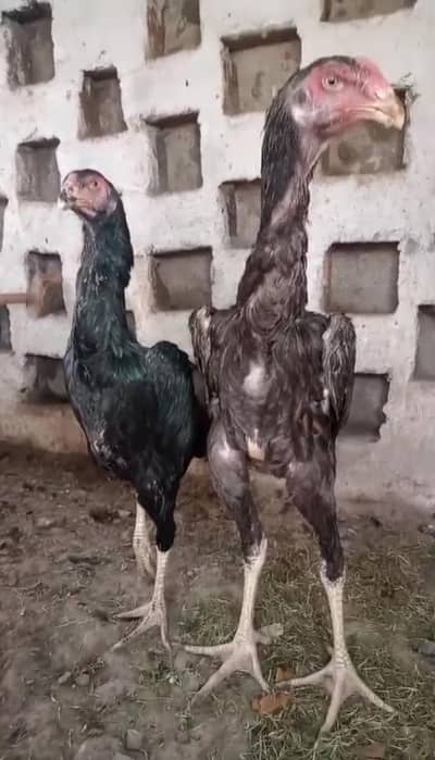 High Quality Shamo Pathy / Pathiyan ( Black / White / Blue )