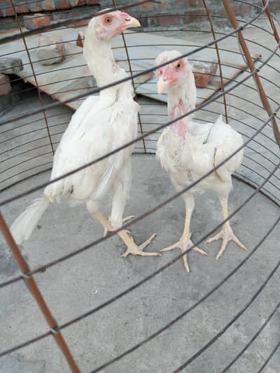 home breed nasli chez ha03056377507wattsapp