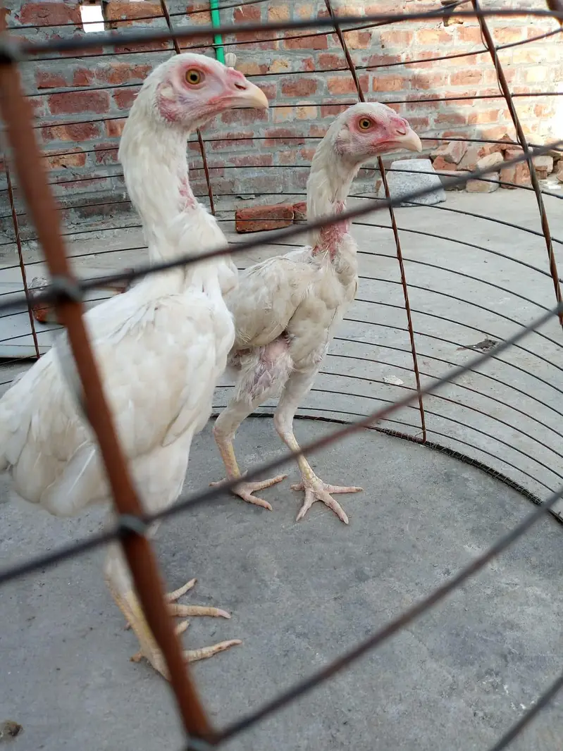 home breed nasli chez ha03056377507wattsapp — photo 4