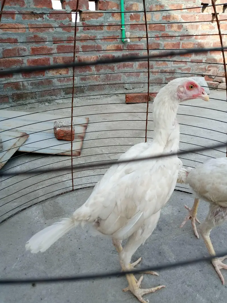 home breed nasli chez ha03056377507wattsapp — photo 5