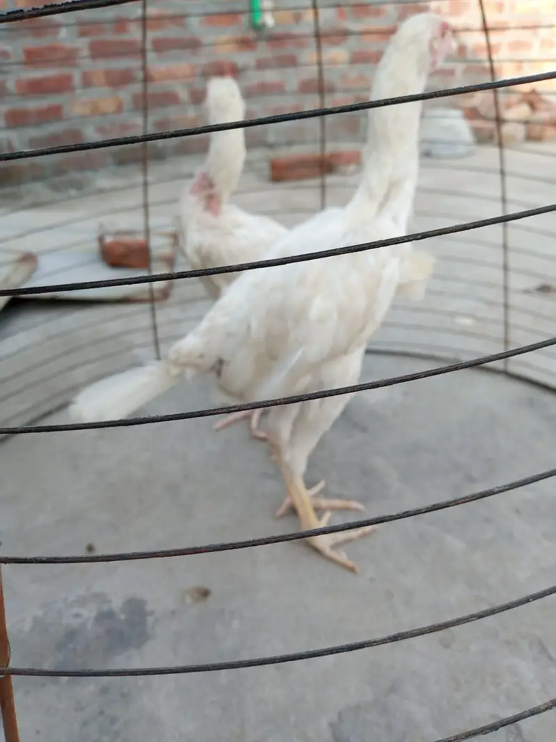 home breed nasli chez ha03056377507wattsapp — photo 6