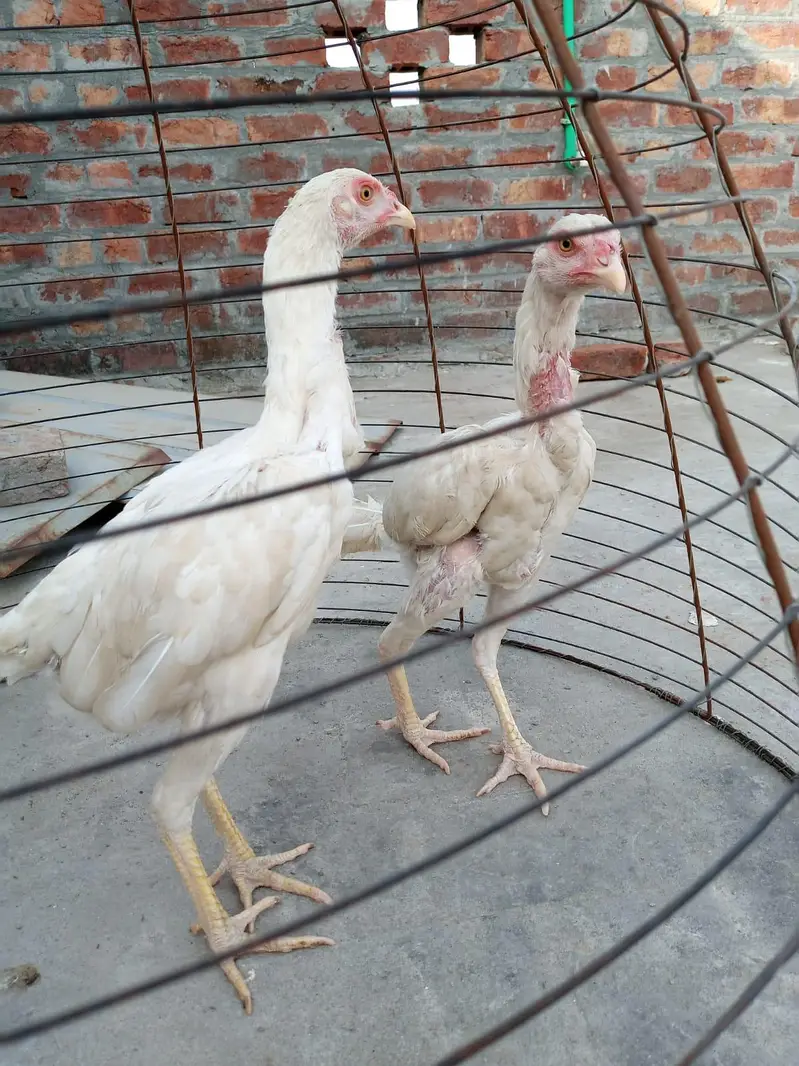home breed nasli chez ha03056377507wattsapp — photo 7
