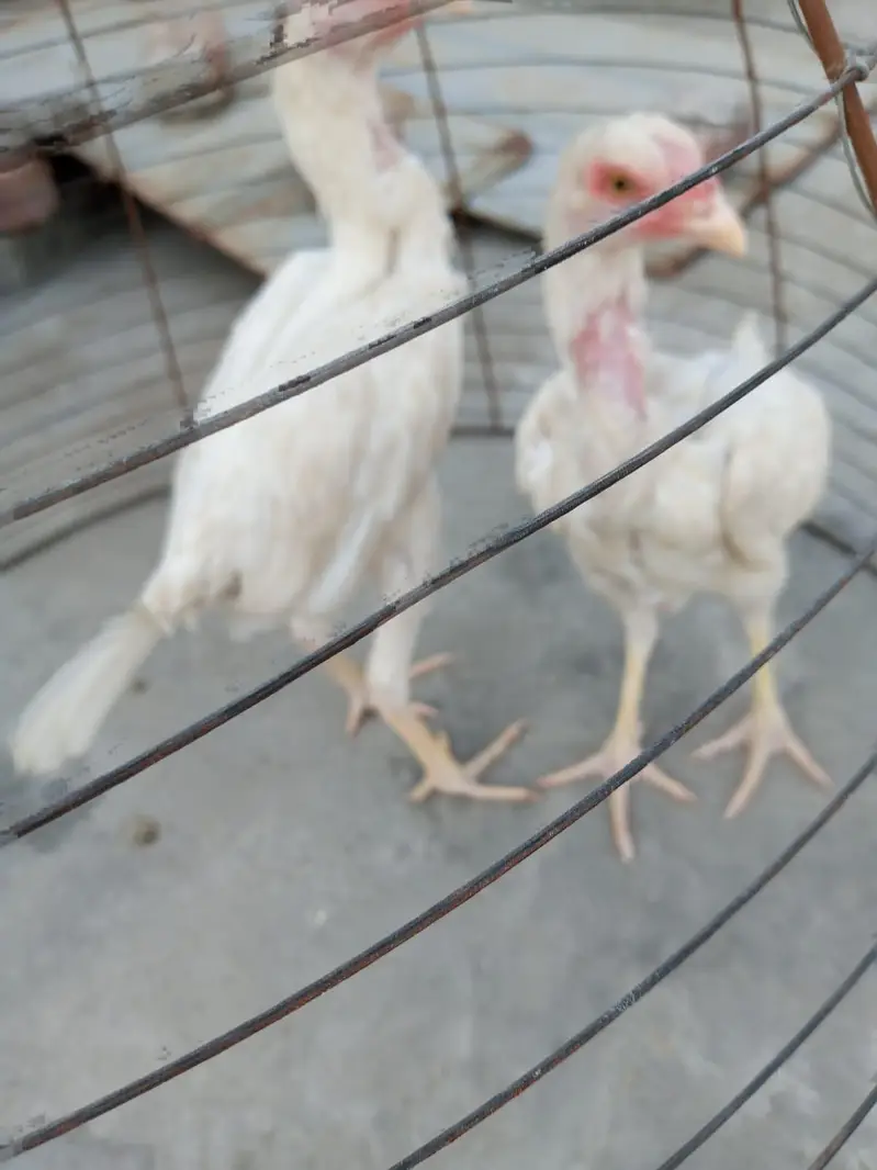 home breed nasli chez ha03056377507wattsapp — photo 8