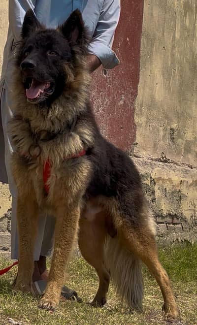 German shepherd male full long Cort
