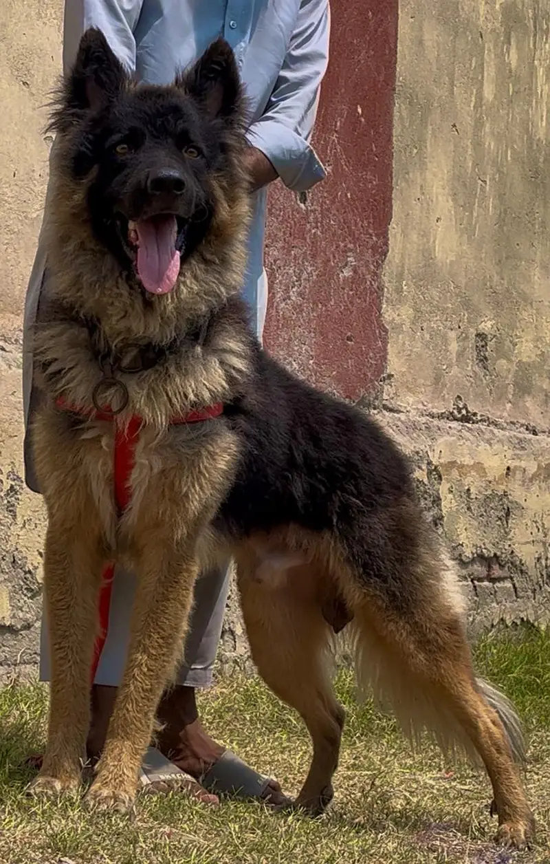 German shepherd male full long Cort — photo 2