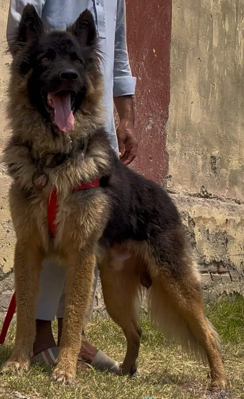 German shepherd male full long Cort — photo 3