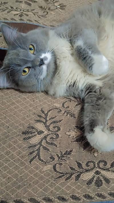 Max | British Shorthair Male – Friendly & Litter Trained