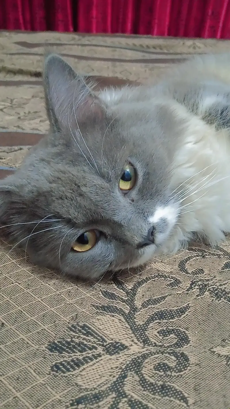 Max | British Shorthair Male – Friendly & Litter Trained — photo 3