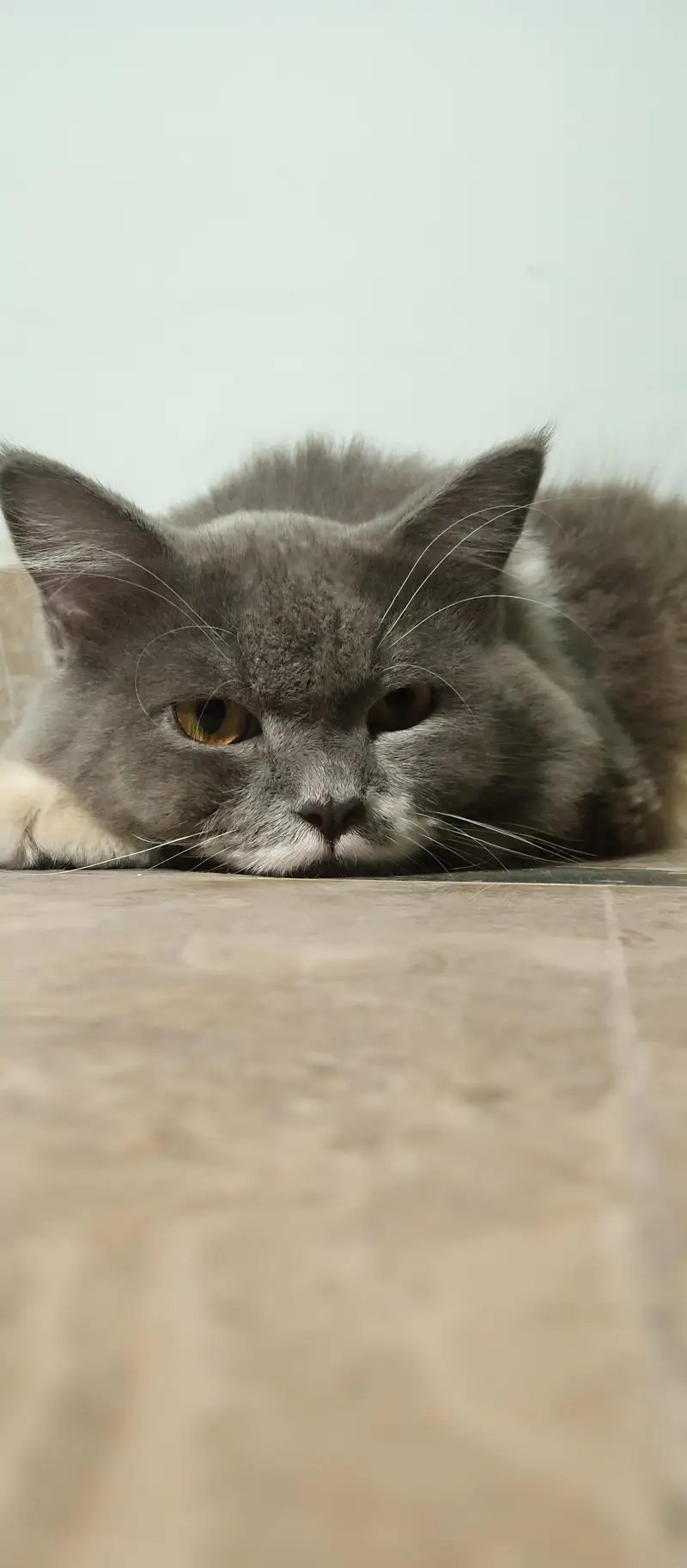 Max | British Shorthair Male – Friendly & Litter Trained — photo 5
