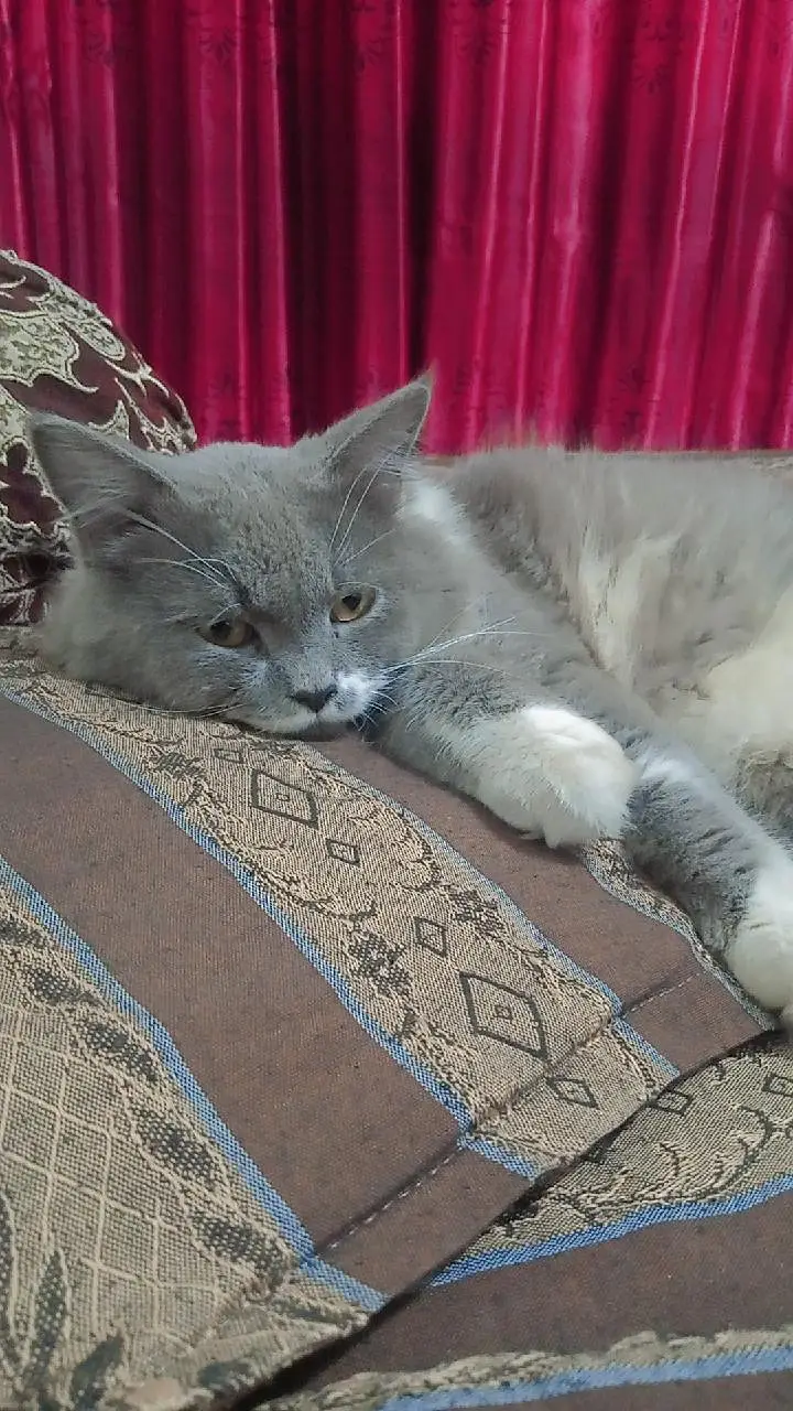 Max | British Shorthair Male – Friendly & Litter Trained — photo 6