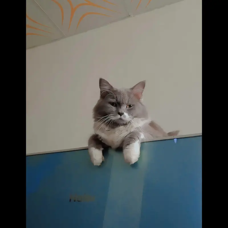 Max | British Shorthair Male – Friendly & Litter Trained — photo 7