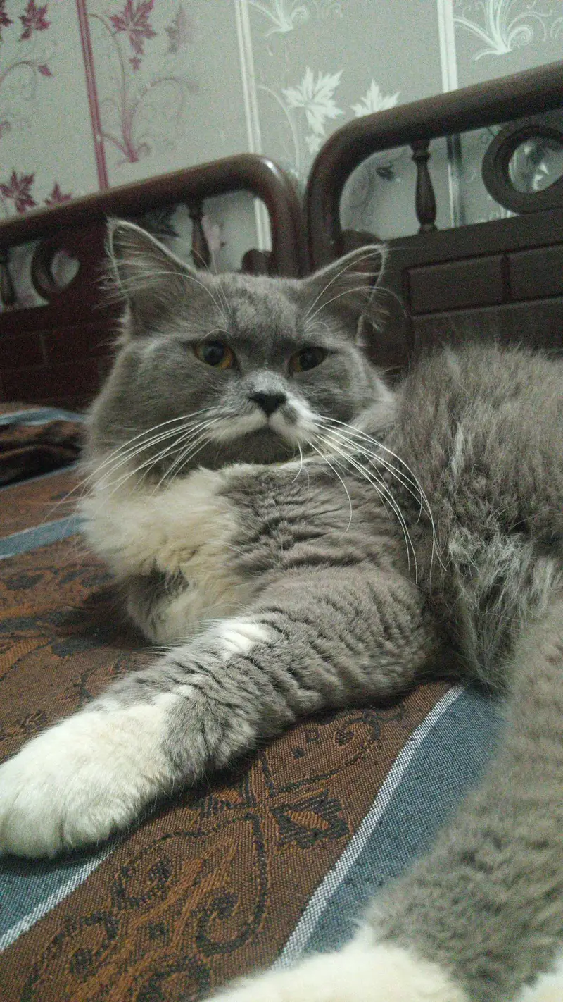 Max | British Shorthair Male – Friendly & Litter Trained — photo 8