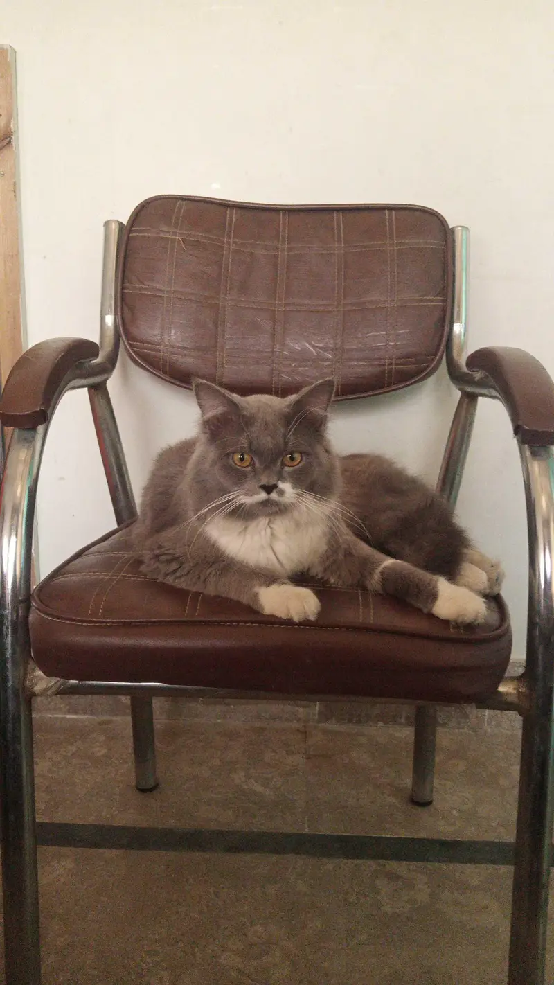 Max | British Shorthair Male – Friendly & Litter Trained — photo 12