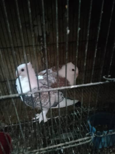 sentinate pair pigeon WhatsApp 03193750752