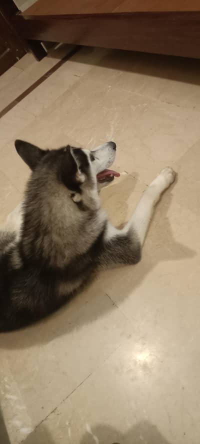 Husky Female