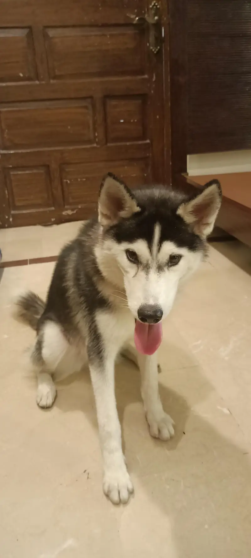 Husky Female — photo 2