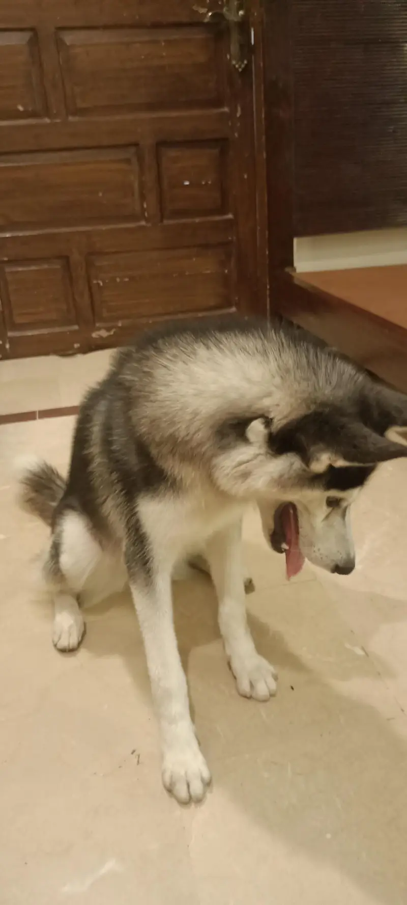 Husky Female — photo 3
