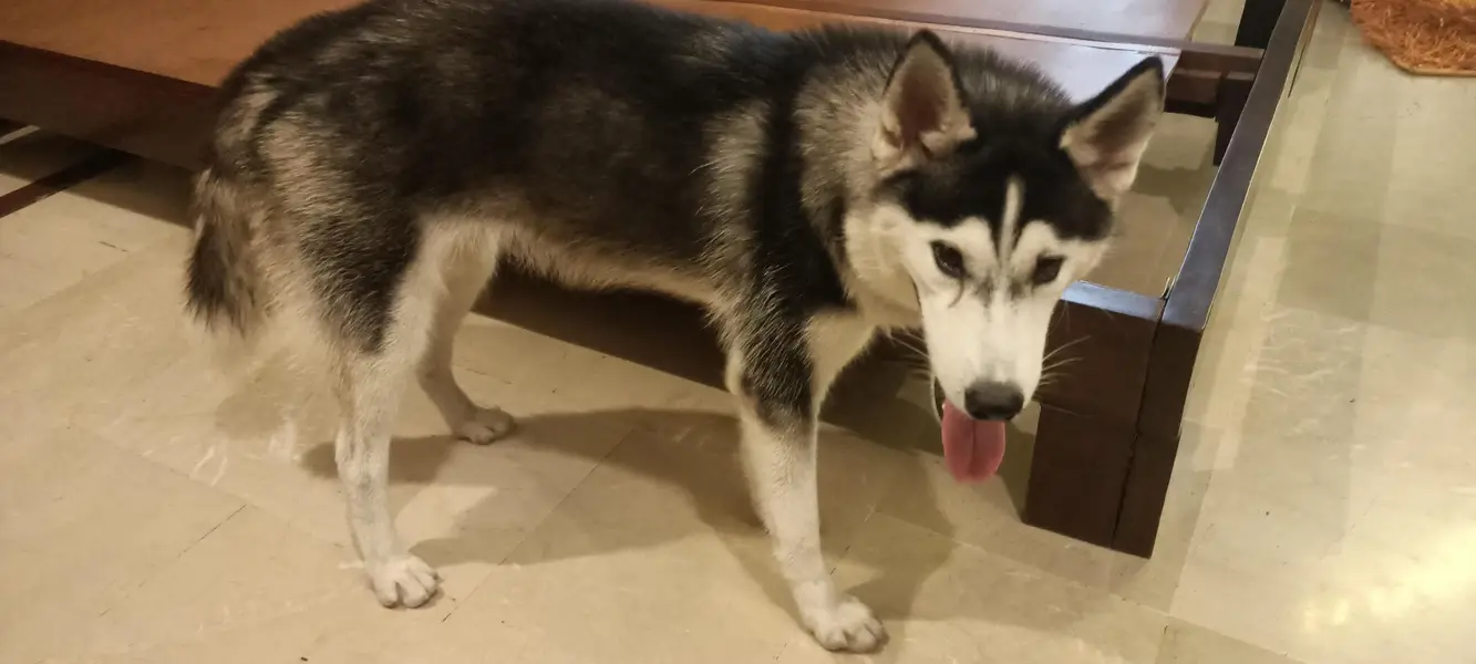 Husky Female — photo 4