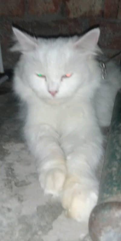 Persian Cat