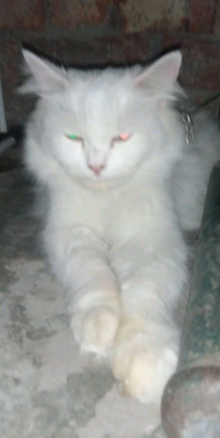 Persian Cat 0