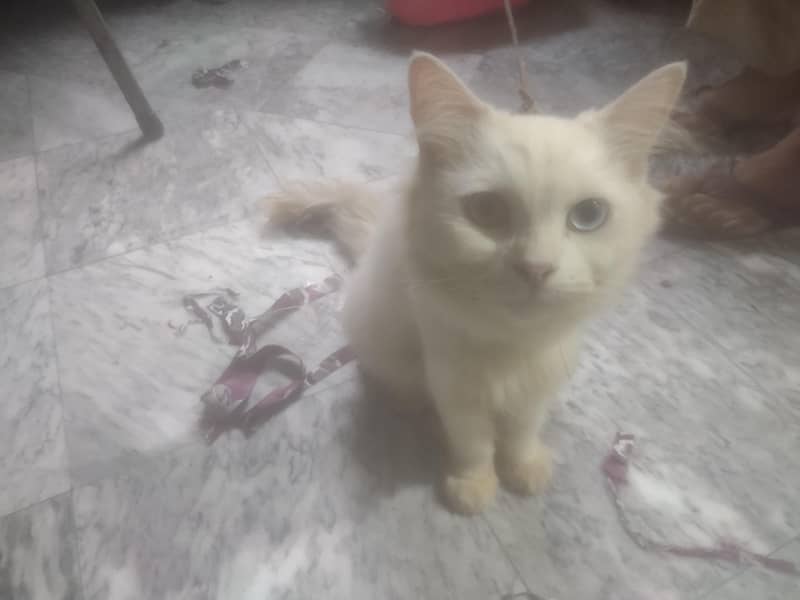 Persian Cat 1