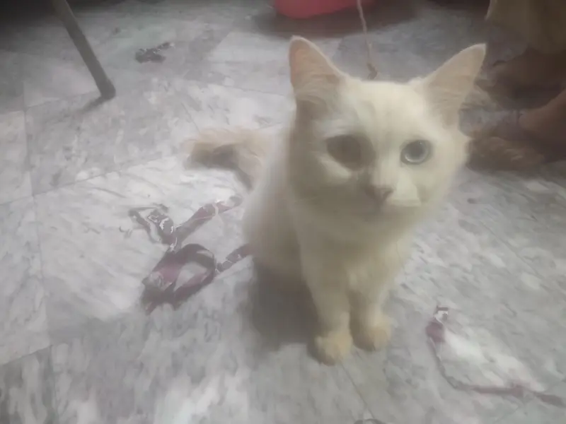 Persian Cat — photo 2