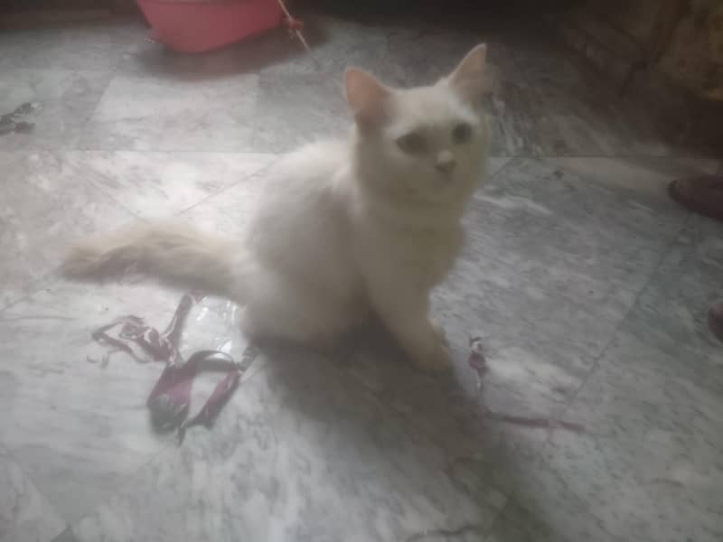 Persian Cat 2