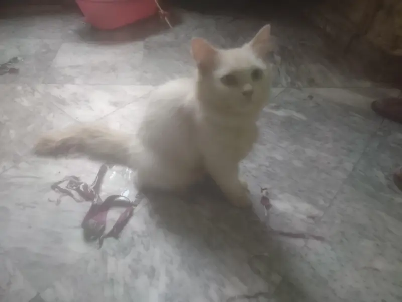 Persian Cat — photo 3