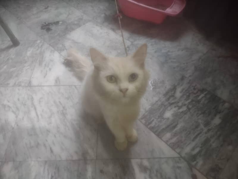 Persian Cat 3