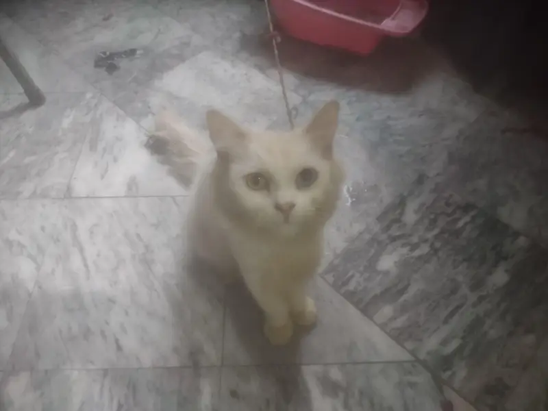 Persian Cat — photo 4