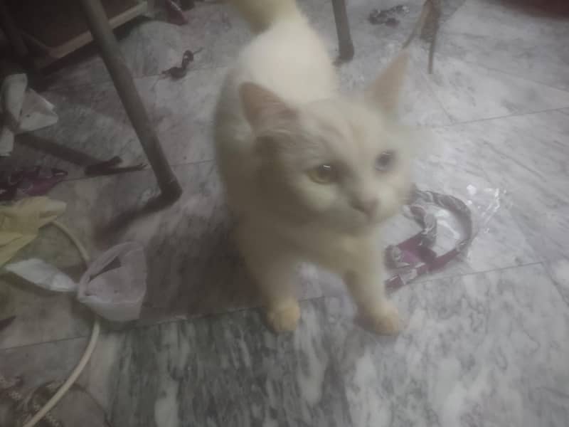Persian Cat 4