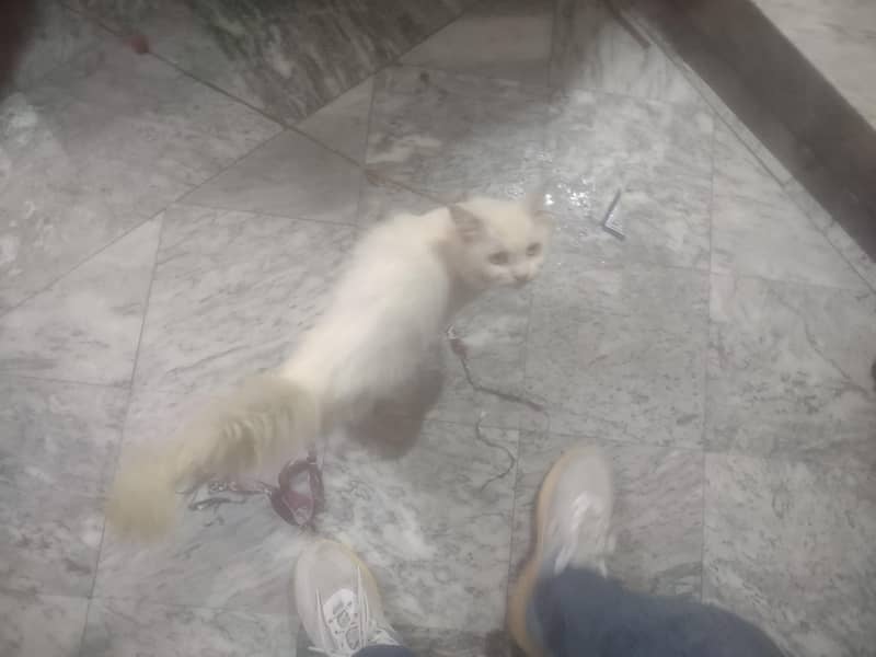 Persian Cat 6