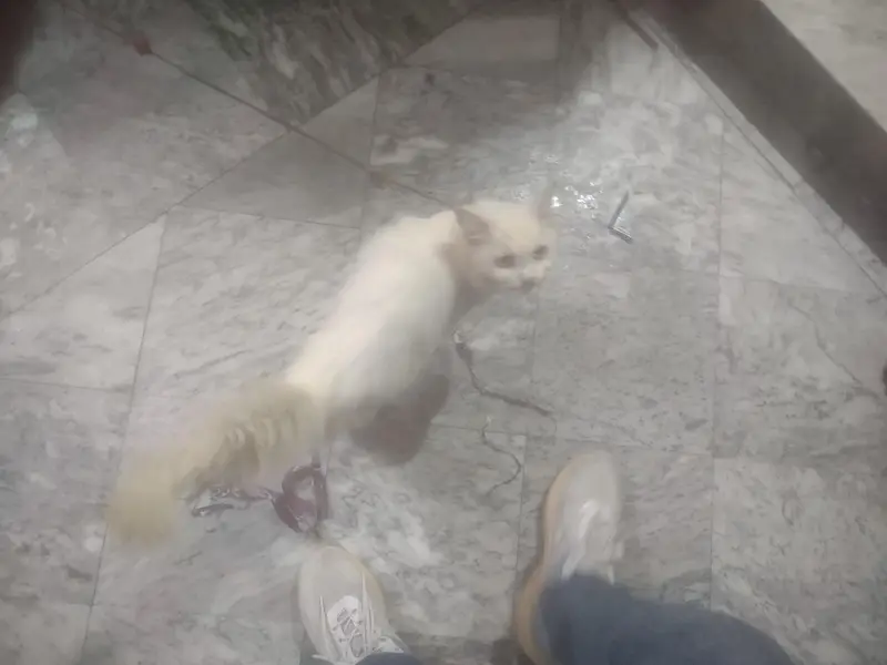 Persian Cat — photo 7