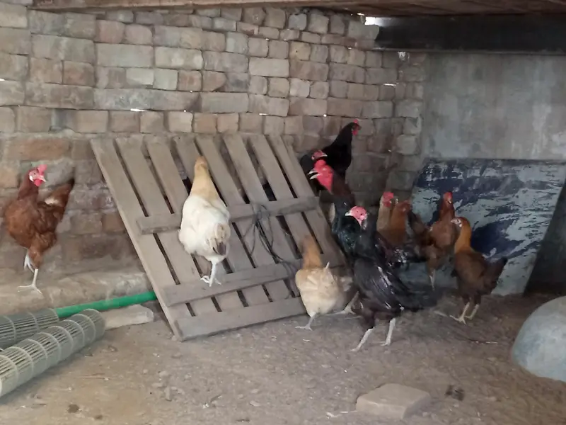 aseel and Desi hens(read discription) — photo 2