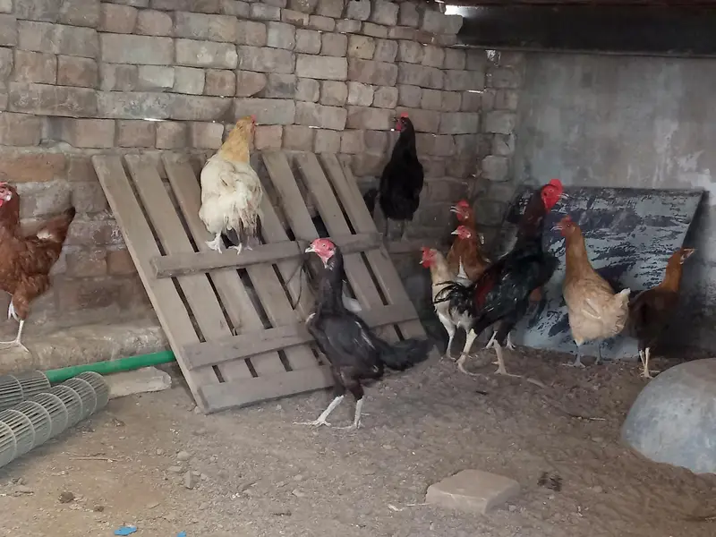 aseel and Desi hens(read discription) — photo 3