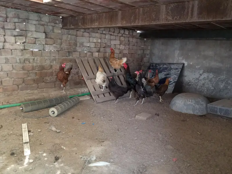 aseel and Desi hens(read discription) — photo 4
