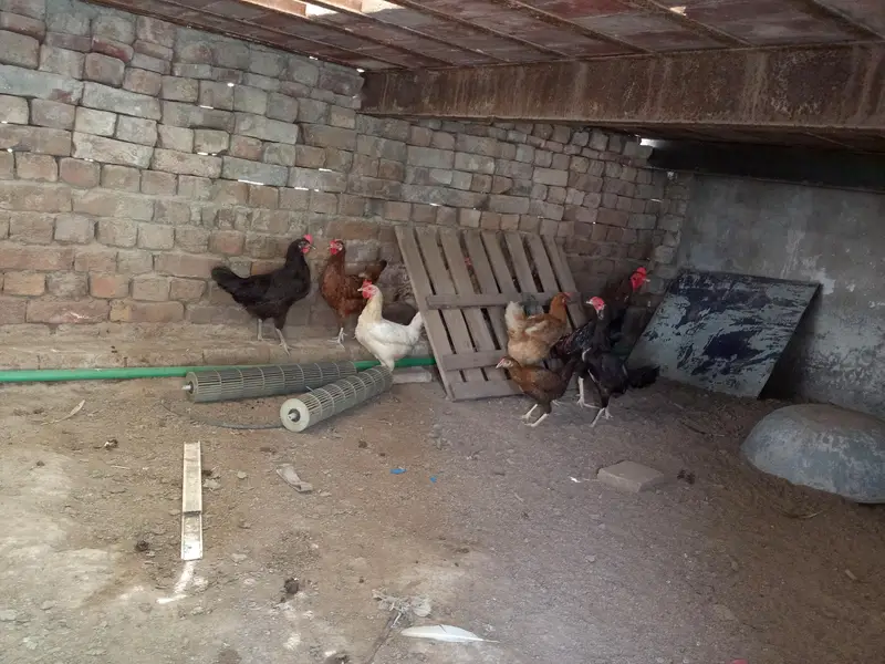 aseel and Desi hens(read discription) — photo 5