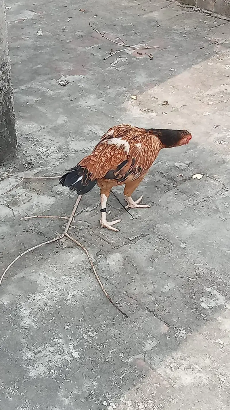 aseel and Desi hens(read discription) — photo 7
