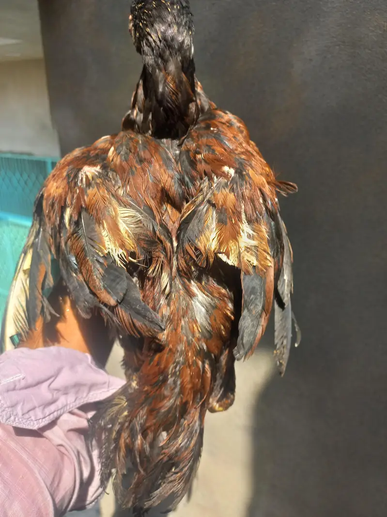 Aseel Mianwali — photo 10