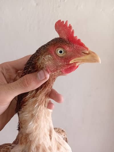 Aseel bangum female for sale demand 7000 baki kam honga ya ga location