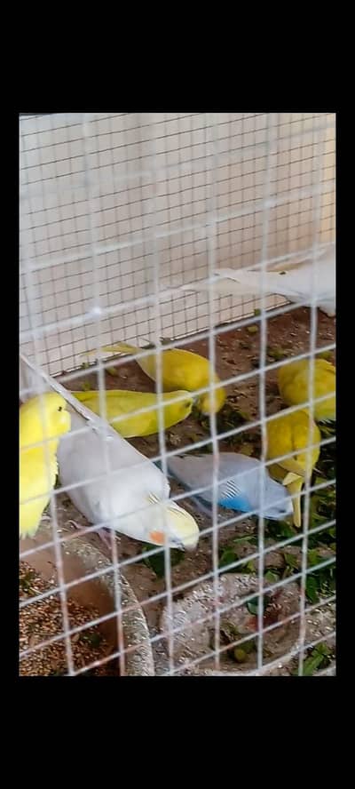 5 cocktails and 30 Australian budgies